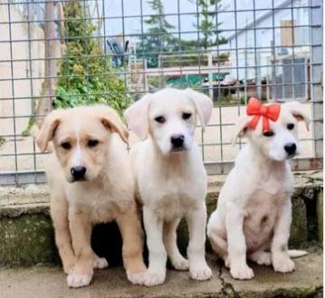 4cuccioli salvati dall esondazione.SOS CALABRIA Foto 3